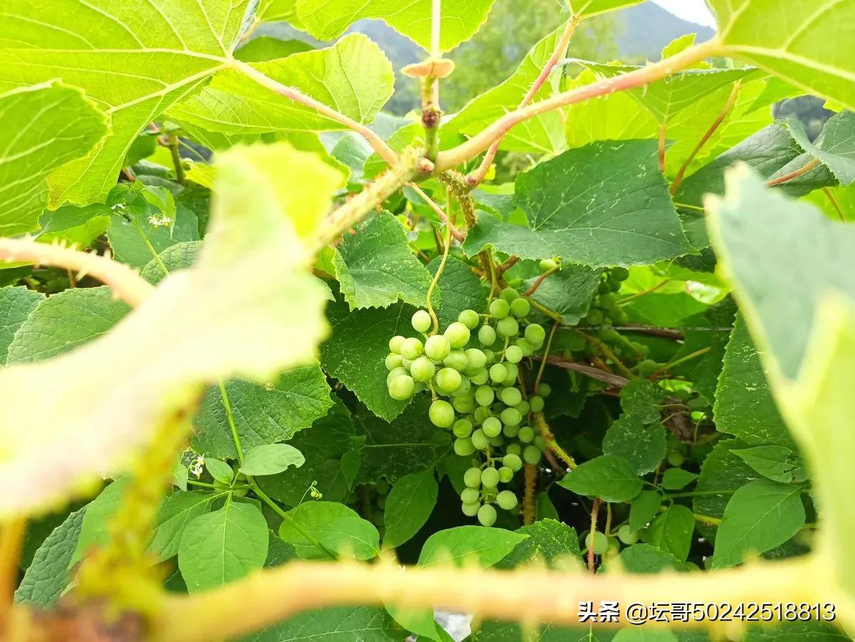 宁德市溪塔葡萄沟旅游景区,穆云乡溪塔葡萄沟