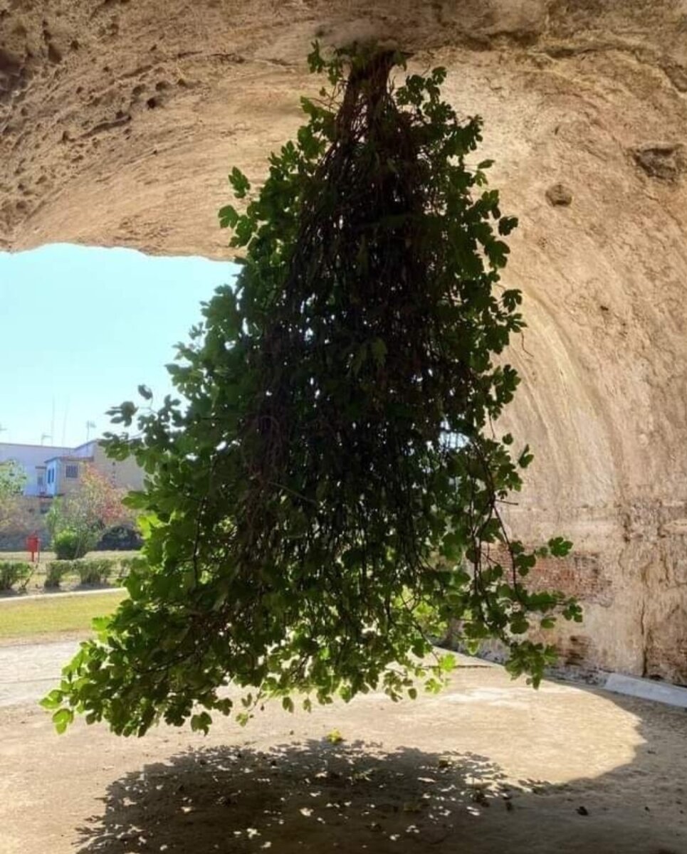 植物生长方向与重力有关吗,为什么植物总是摇晃着生长