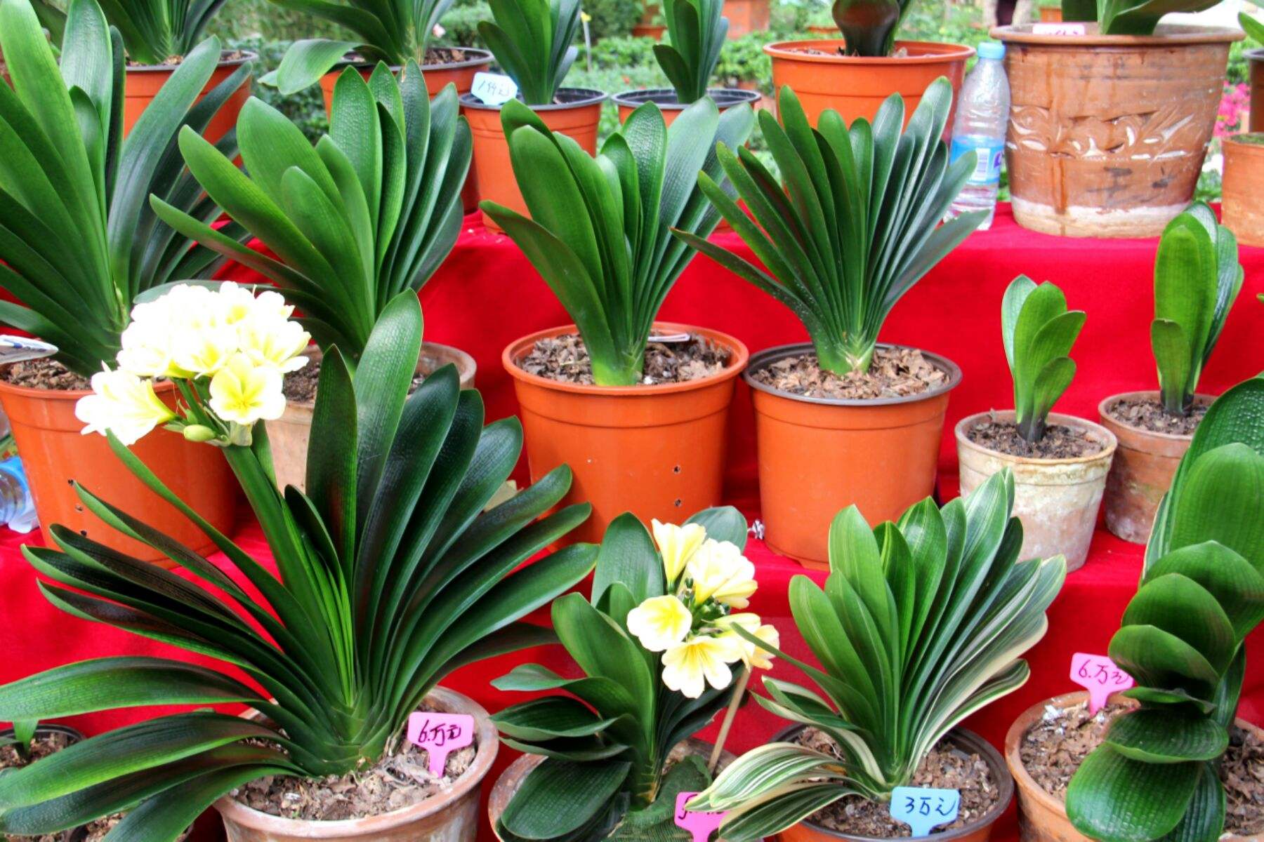 这10种花冬天最怕水越浇越死,5种花浇不死浇水越多长得越旺