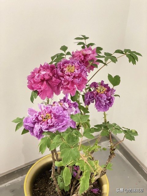 在家养棵发财树寓意着日进斗金,家里养哪些树越老越值钱