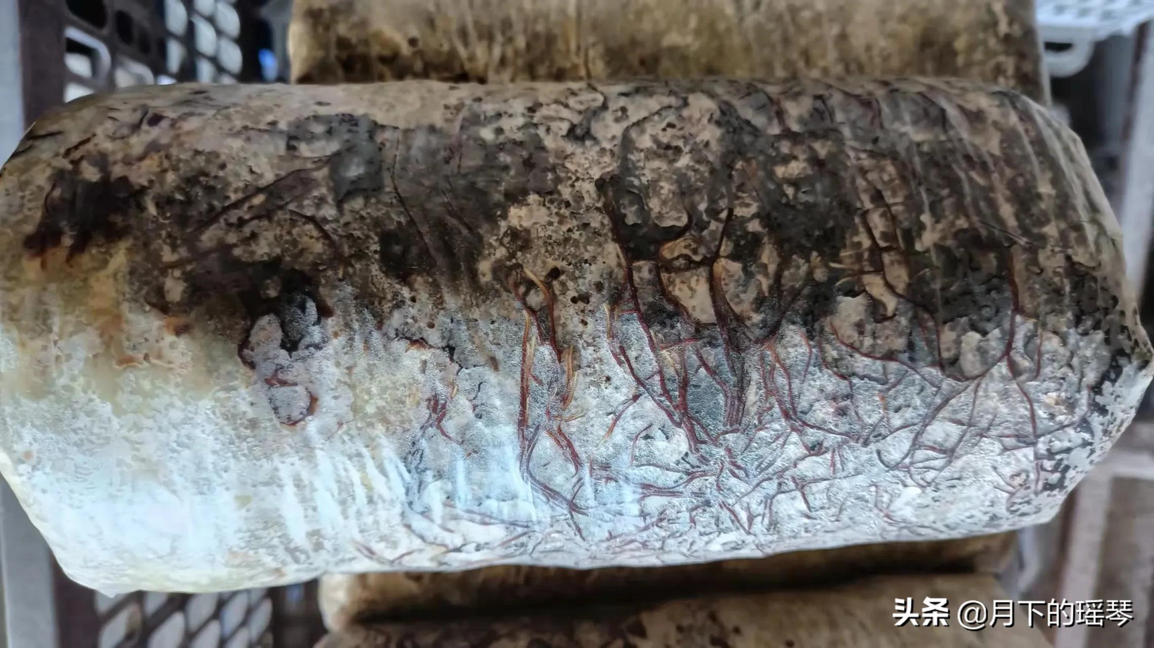 榛蘑菌种联系方式,榛蘑菌种制作方法视频