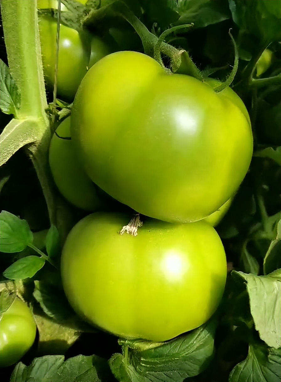 西红柿果实不膨大怎么办,西红柿长得太高不挂果怎么办