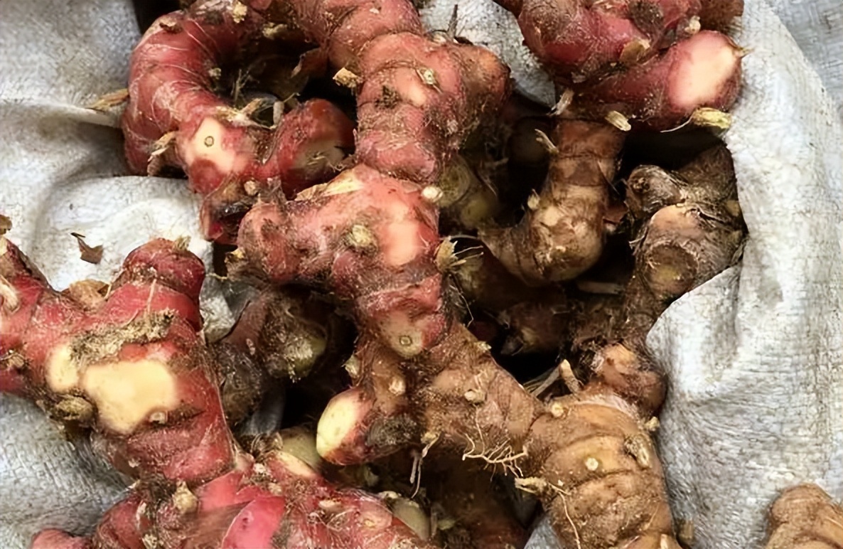 南姜的味道和普通姜的区别,南姜和生姜味道区别