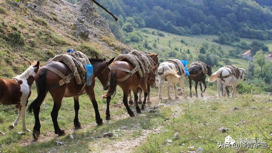 茶马古道茶叶铁盒价格,茶叶溯源之旅