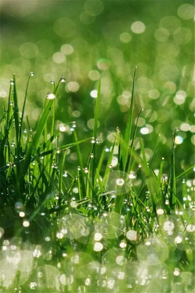 绿草茵茵壁纸,绿草壁纸