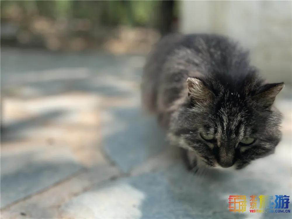 故宫御猫最火的猫,北京故宫的猫为什么叫御猫