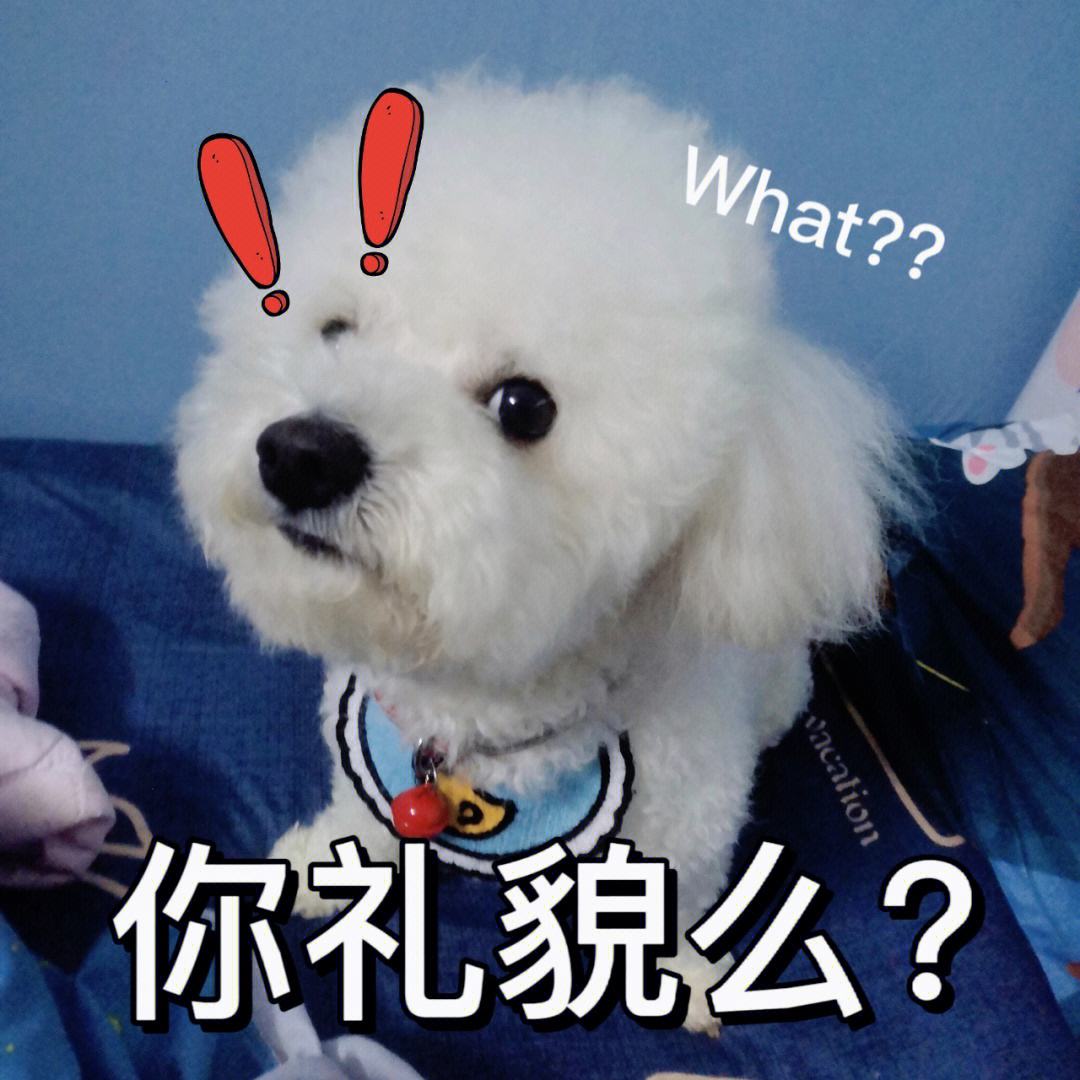 狗界“最笨”的3种狗和“最聪明”的3种狗，你也许养错了