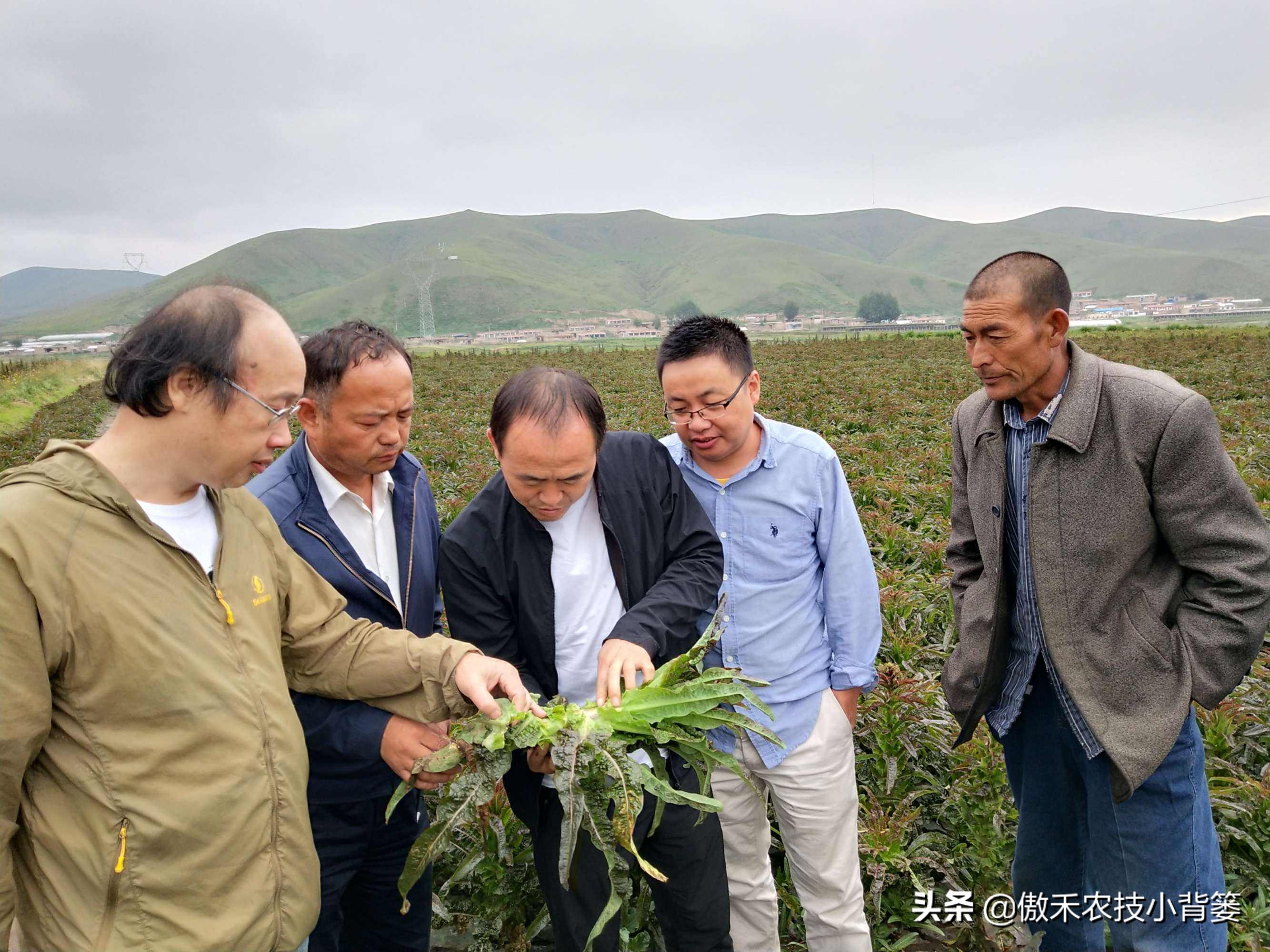 农作物缺镁的表现和症状,严重缺镁缺钙需要多久才能补足