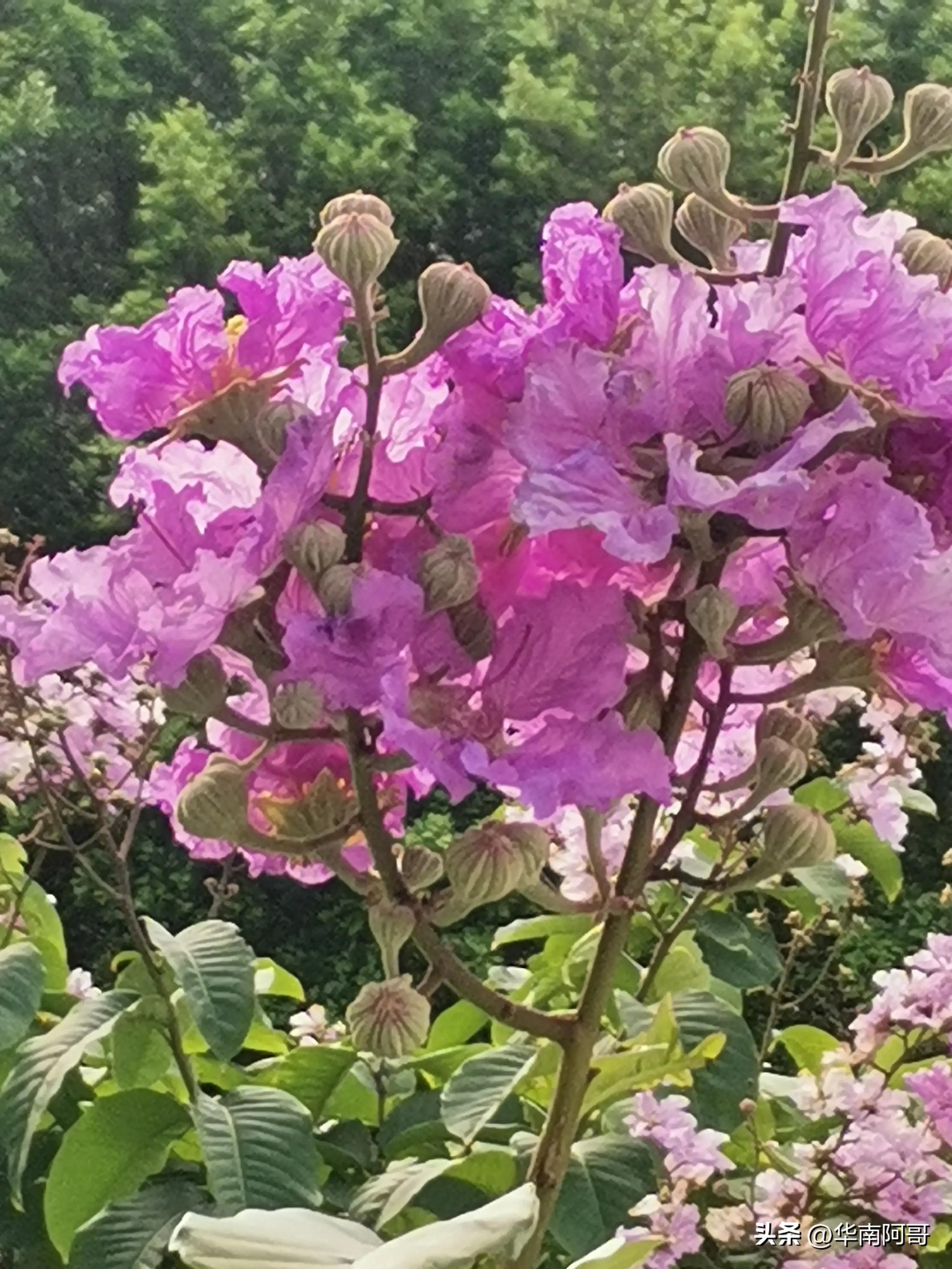农村大山里爱情电视连续剧,大山里的爱情全集