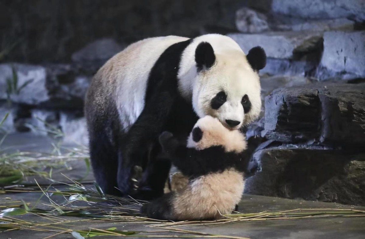 各国对待中国熊猫的态度,盘点各国对待大熊猫的态度