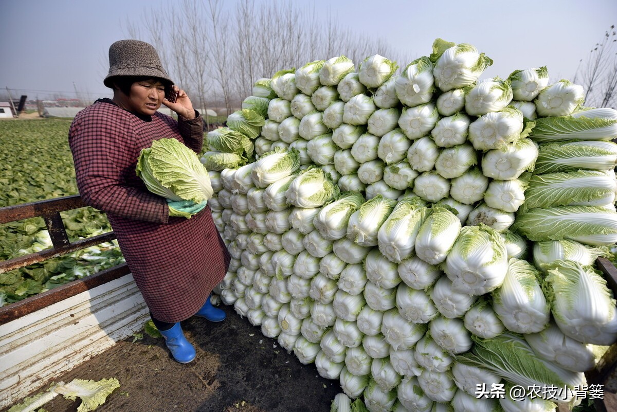 怎么种大白菜才高产,怎么种大白菜高产
