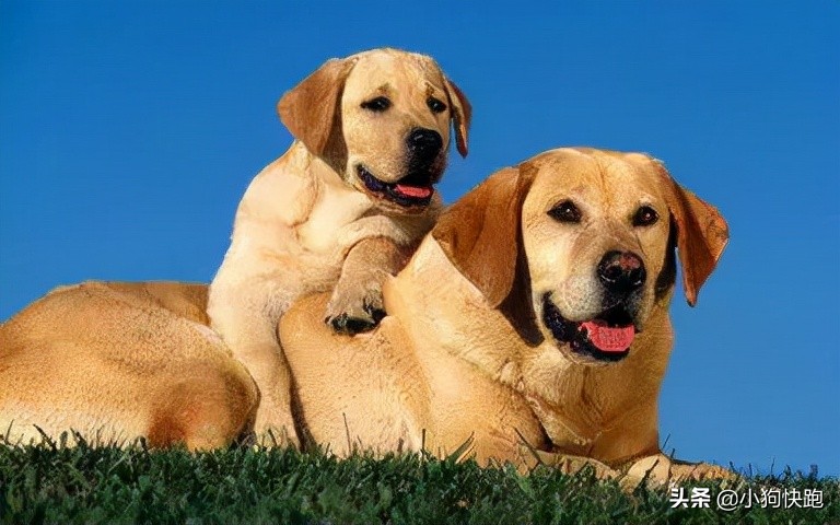 金毛拉布拉多犬的优点和缺点,新手养金毛老手养拉布拉多