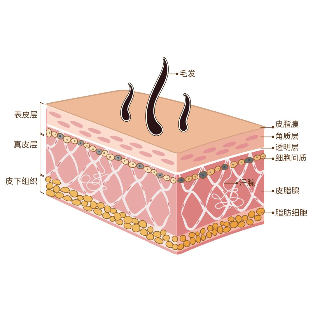 iii型胶原蛋白原料,胶原蛋白原料发展