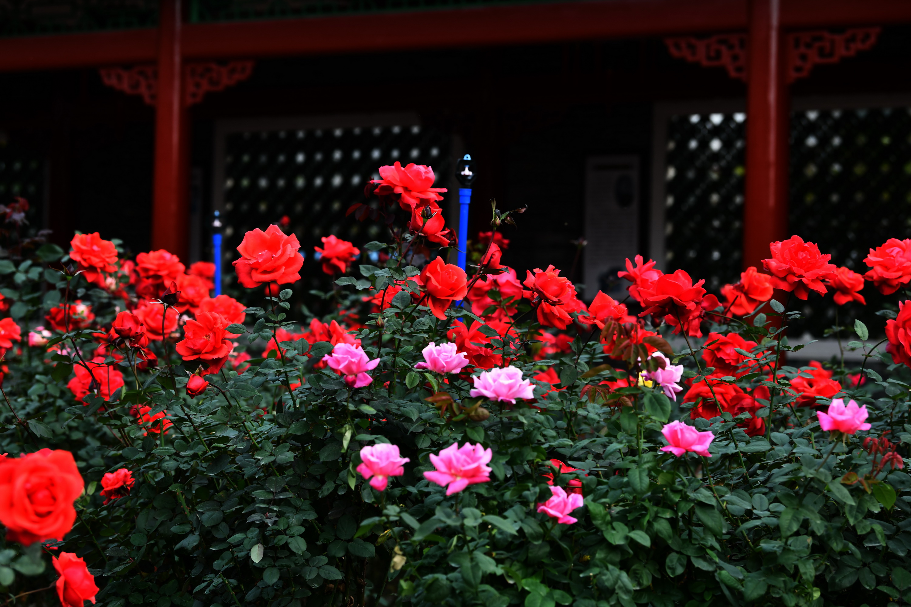 广州市番禺区宝墨园攻略,广州宝墨园景观