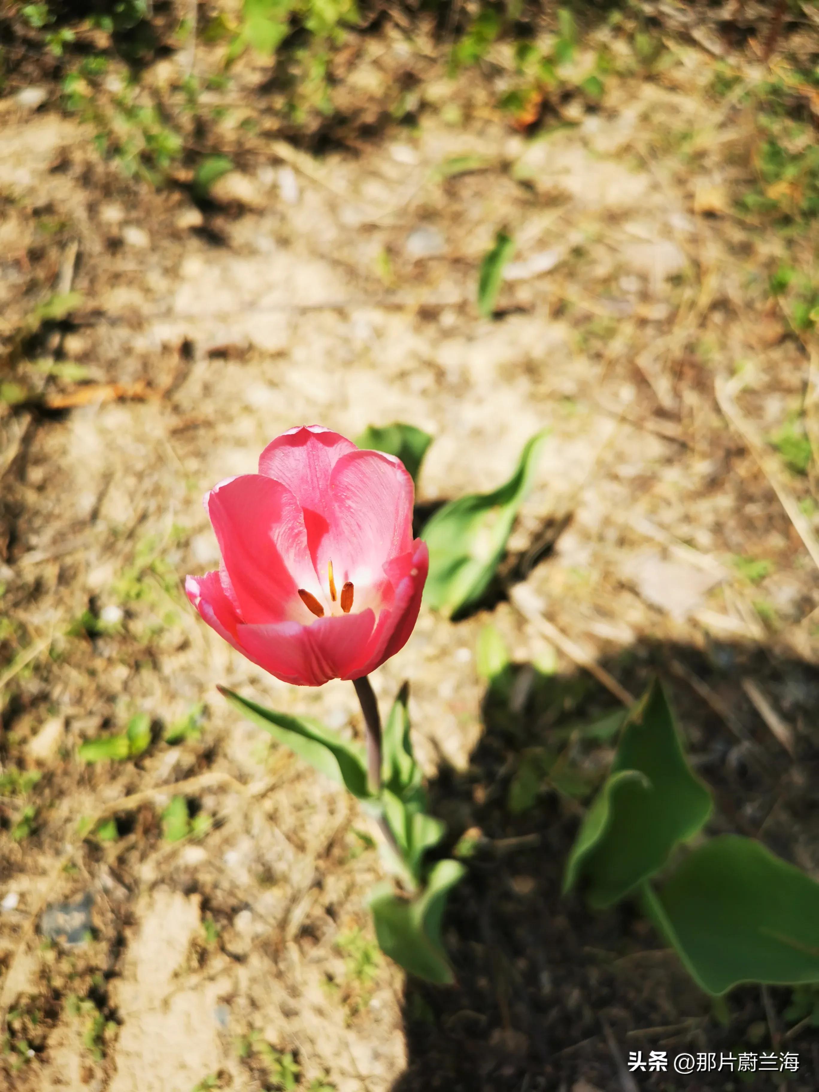 郁金香的花语最浪漫的,郁金香浪漫花语