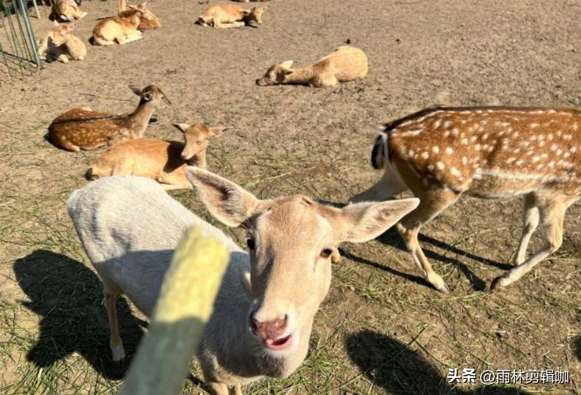 颐和公园游玩攻略,比颐和园大的园林