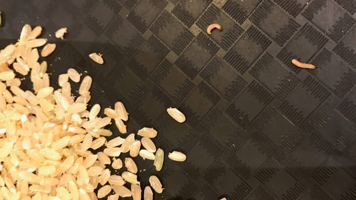 成袋的大米怎样预防生虫,大型粮仓怎么防止大米生虫