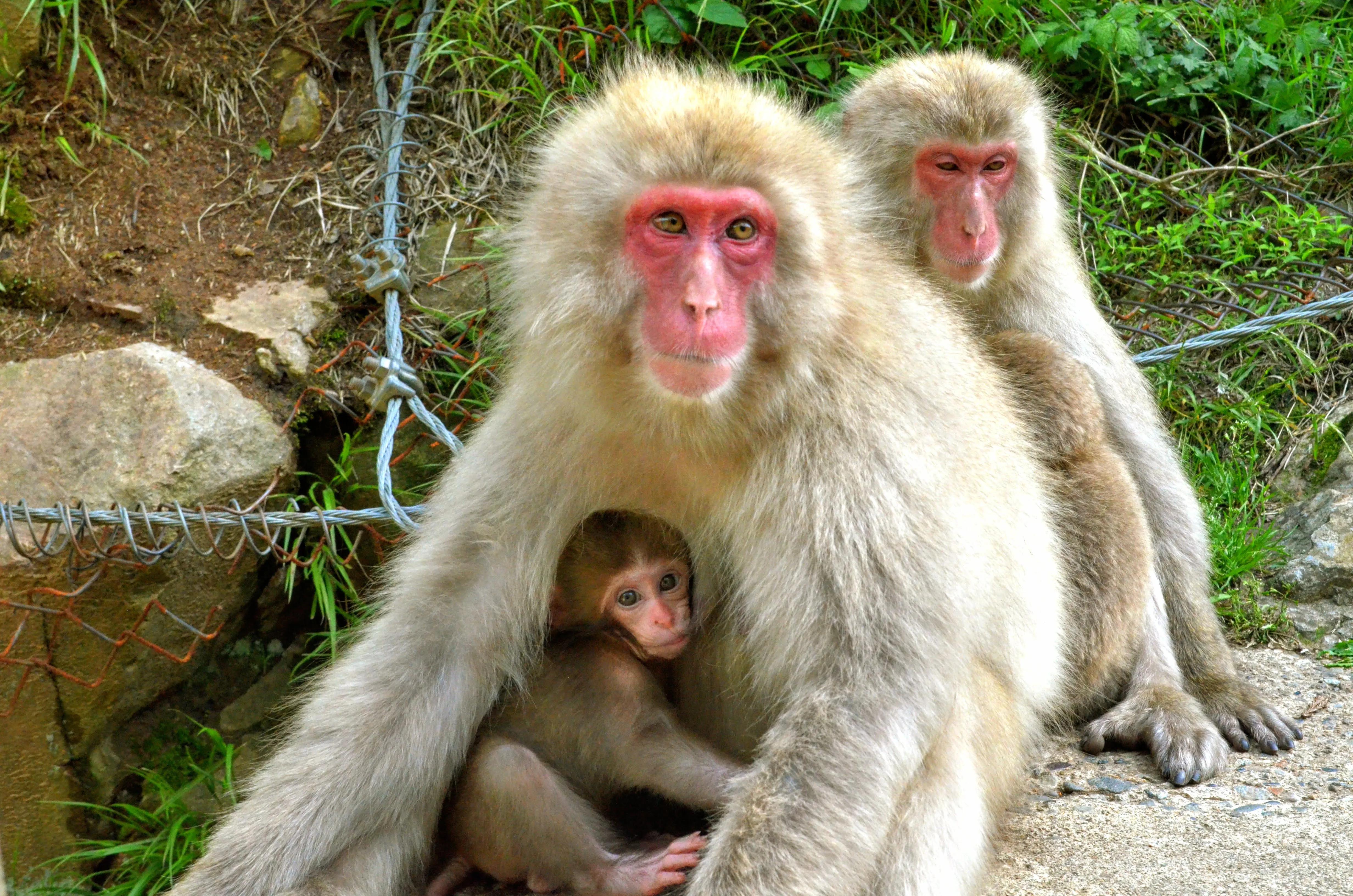 自然世界日本雪猴,日本猴子泡温泉