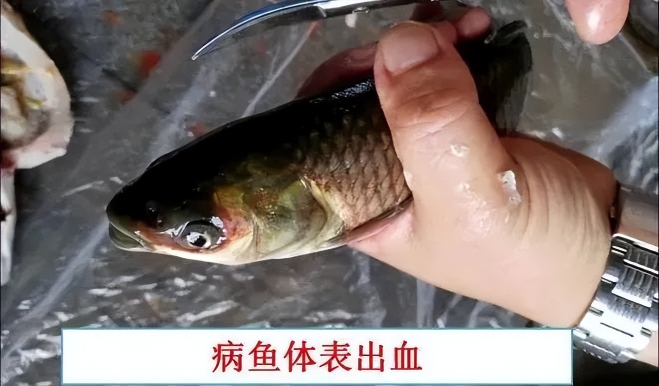 细菌性败血症鱼怎么治,淡水鱼败血症治疗