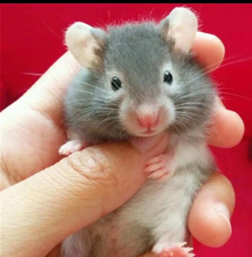 最可爱的宠物有什么仓鼠,仓鼠是最可爱的宠物吗