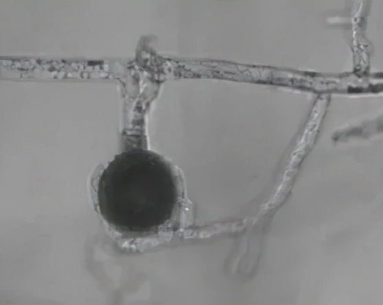 水产养殖霉菌怎么处理,水产养殖杀水霉方法