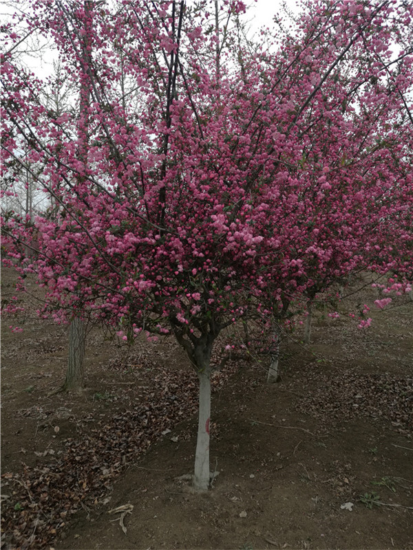 海棠果种子怎么育苗,海棠催芽技术