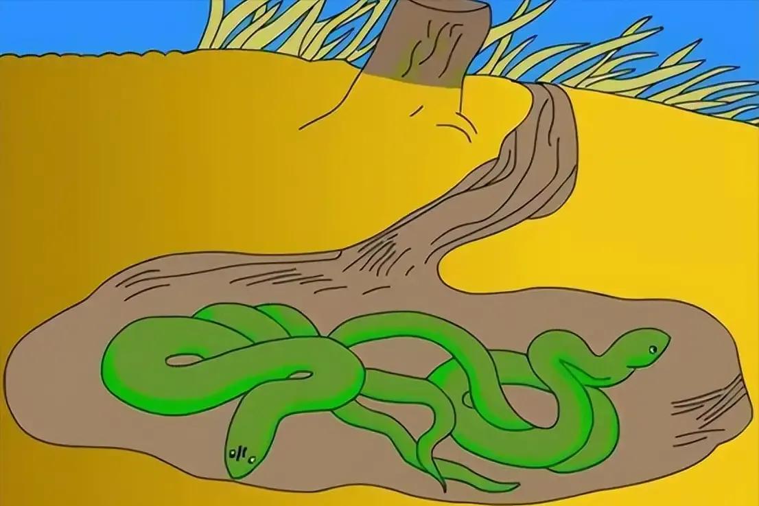 菜花蛇被称为“百蛇之王”,菜花蛇和菜花蛇王的区别
