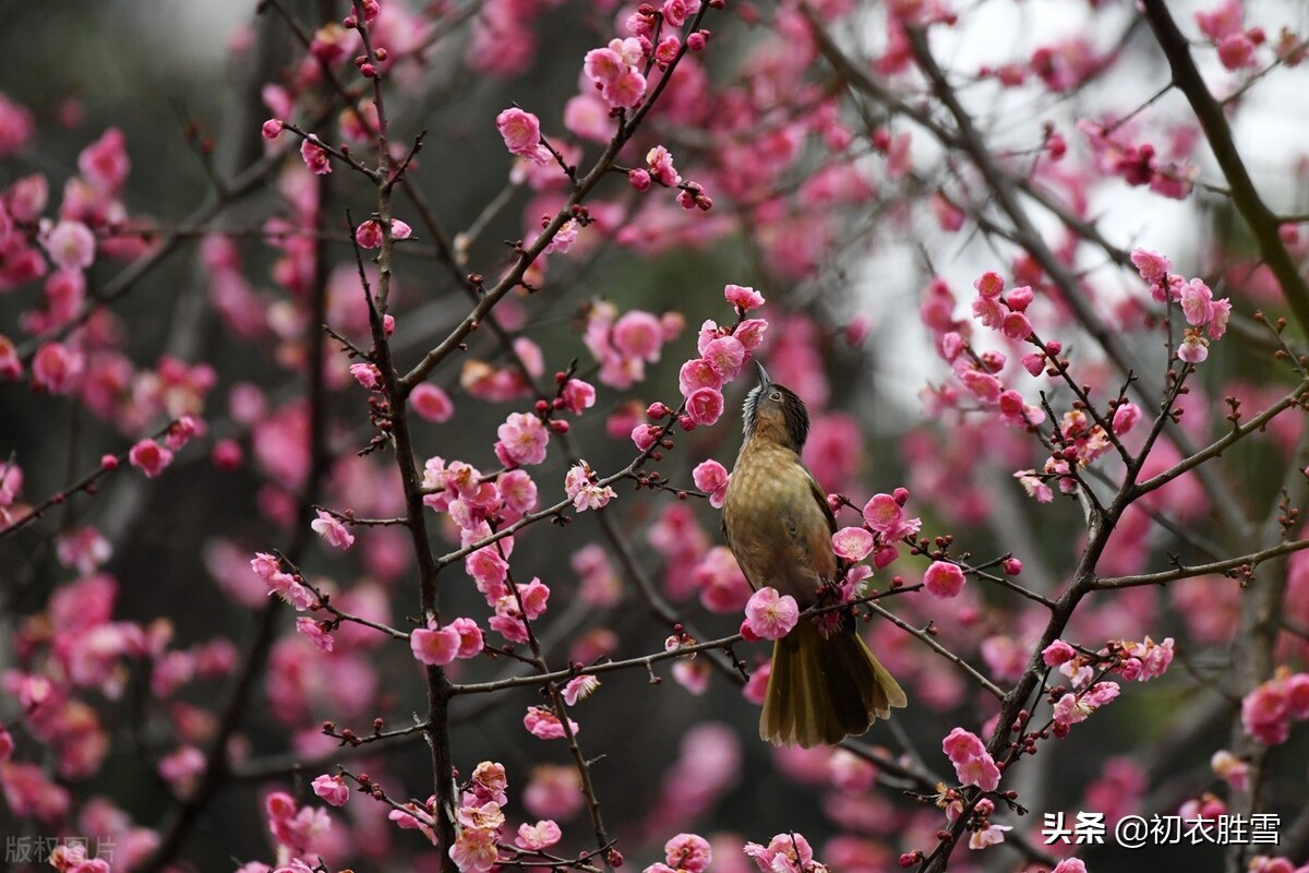 古诗前后两句都带春字,春节的古诗三首简单带有春字