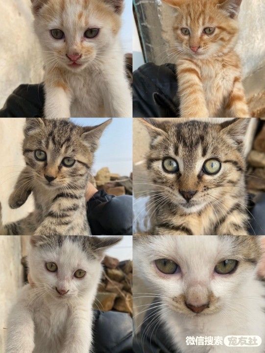 附近宠物店免费领养同城,猫狗领养平台免费赠送狗狗