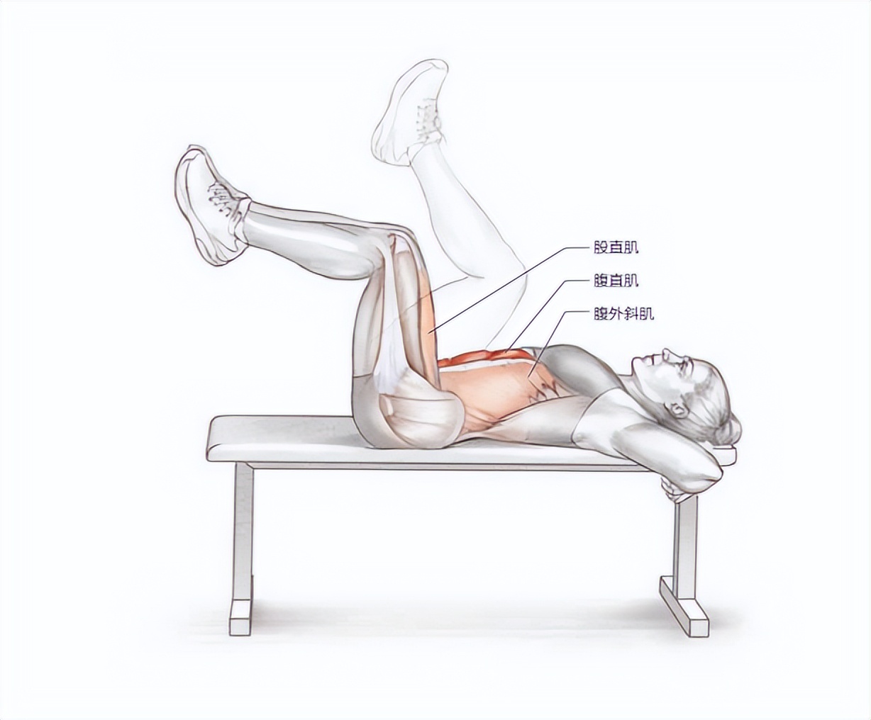 一天就能练出腹肌马甲线的动作,腹肌马甲线练习最佳时间与动作