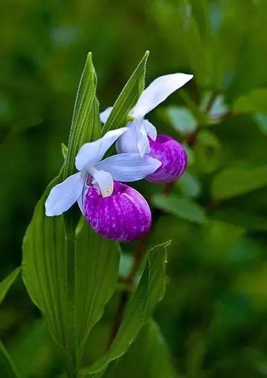 最漂亮的复色兰花,大富贵兰花图片欣赏