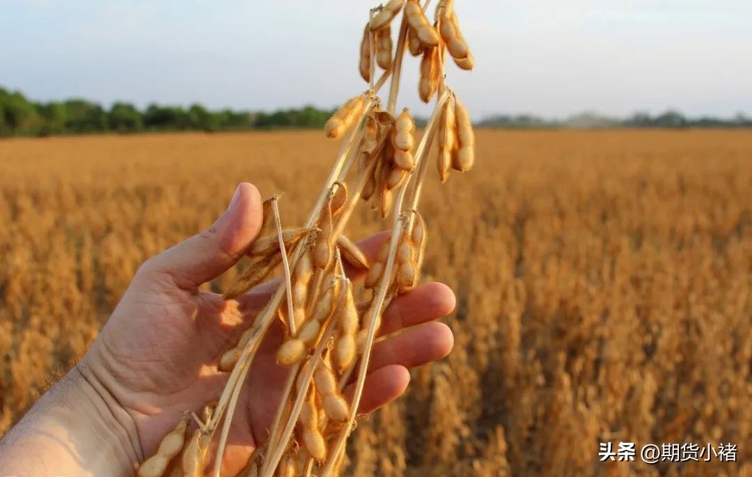 大豆到港最新行情,大豆期货有止跌企稳迹象