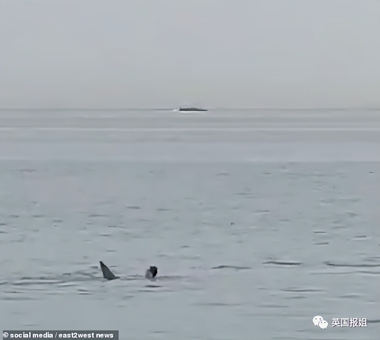 俄罗斯男子在海边被鲨鱼咬死,俄罗斯男子被鲨鱼咬死鲨鱼被捕