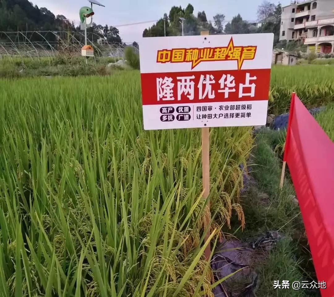 荃两优华占稻种简介,丰两优华占稻种多少钱