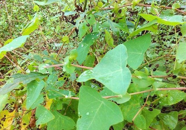 叶子像烙铁,人称“痒立消”,却是民间的毒蛇克星,大家来认识下