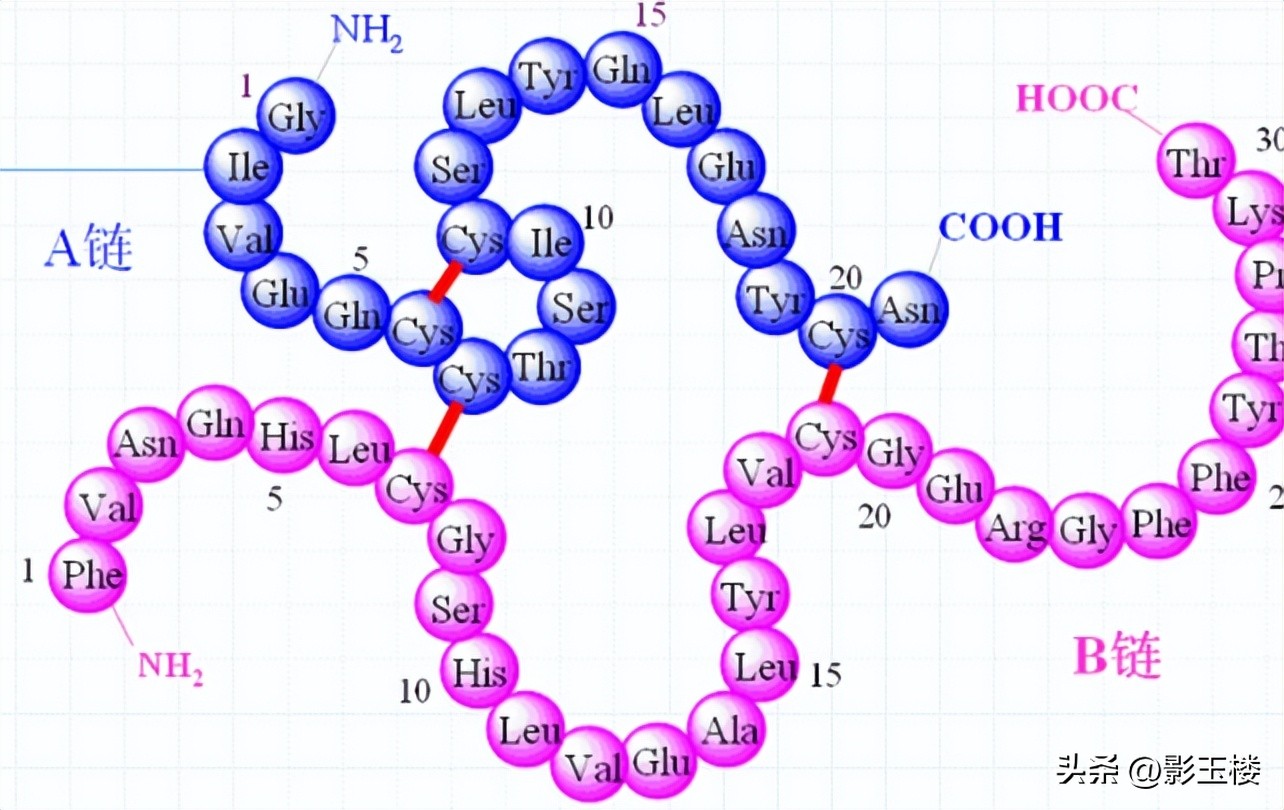 菠萝蜜种子效用,菠萝蜜种子煮熟的功效