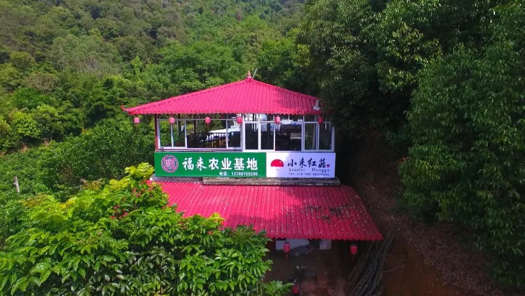 菌菇种植产业带动增收致富,菌菇种植助农增收