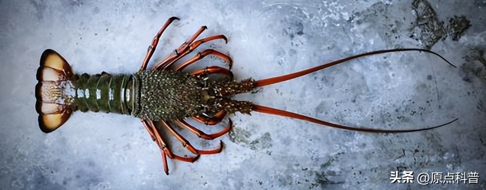 世界十大顶级海鲜排名,世界上十大最贵的十种海鲜