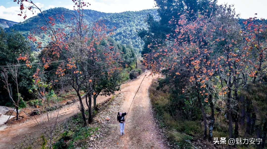 您有一份来自温泉的“柿柿如意”，请注意查收！