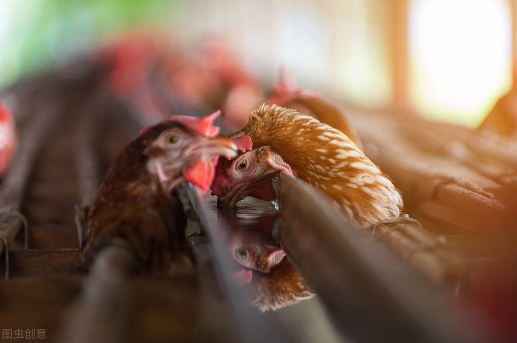 鸡过料拉稀吃什么药好得快,鸡腹部肿胀拉稀是怎么回事