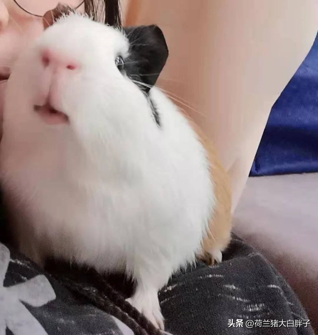 荷兰猪呼吸道感染是怎么导致的,荷兰猪呼吸道问题