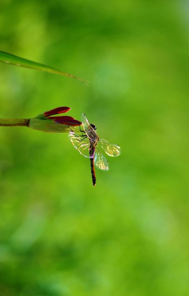 保持内心的平静心静致远语录,人生需要学着淡定宁静才能致远