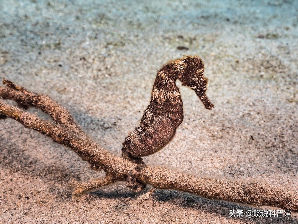 海马人工培育可以吃吗,海马是由什么孕育生命的物种