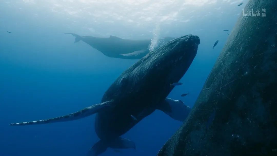 原来它们也有“性丑闻”，这片看完让我大开眼界