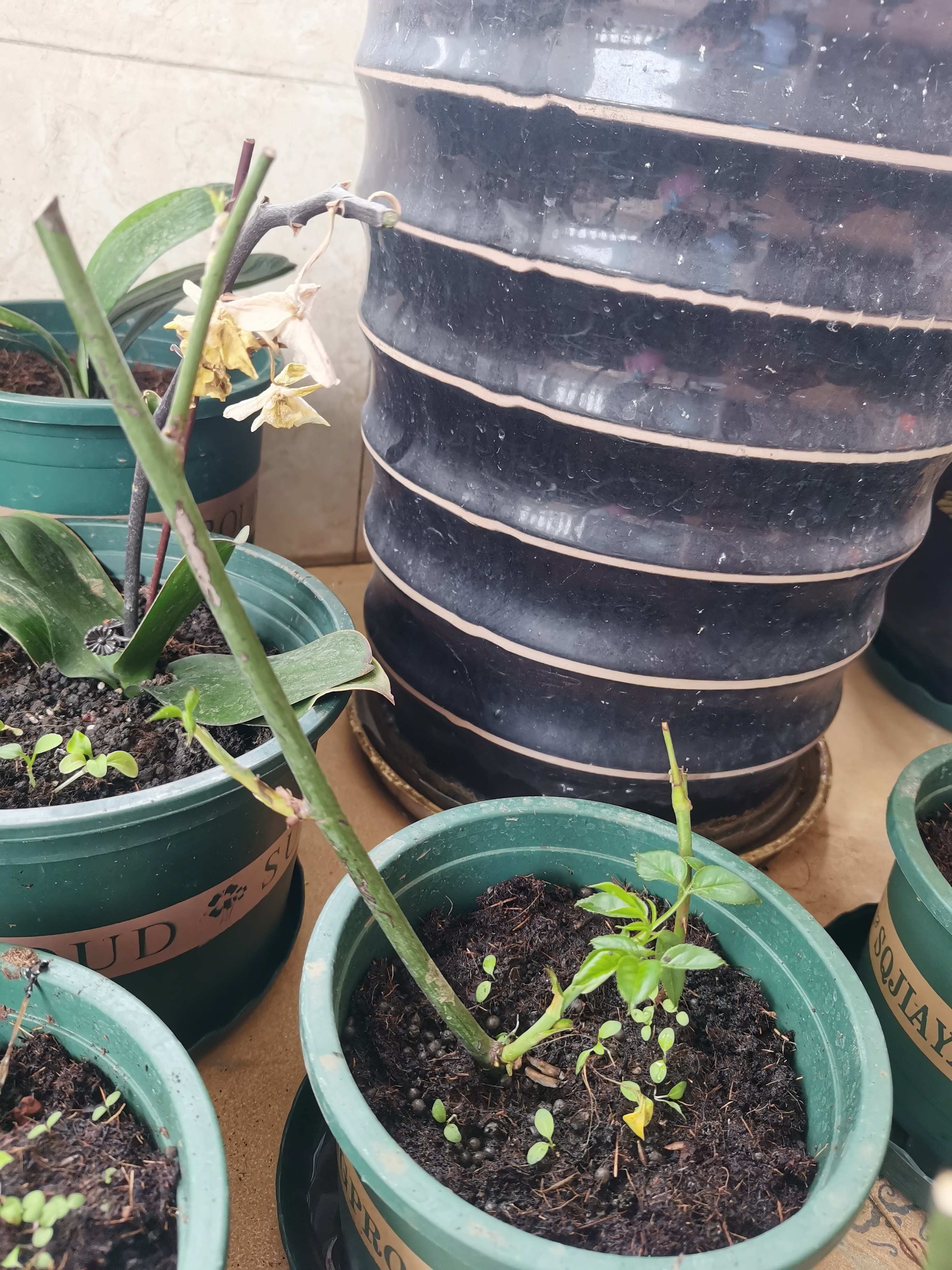 新手养花日记,玫瑰花盆栽多久才能成活