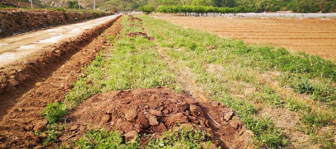 90程序员卖羊粪,90后程序员赚39万