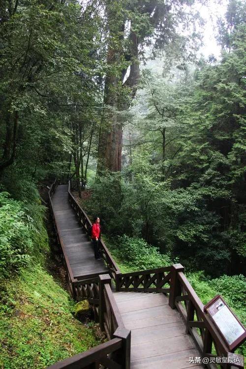 台湾阿里山风景视频,台湾阿里山歌曲