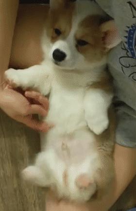 揭秘狗狗10个小秘密，养狗人应该能全知道吧？