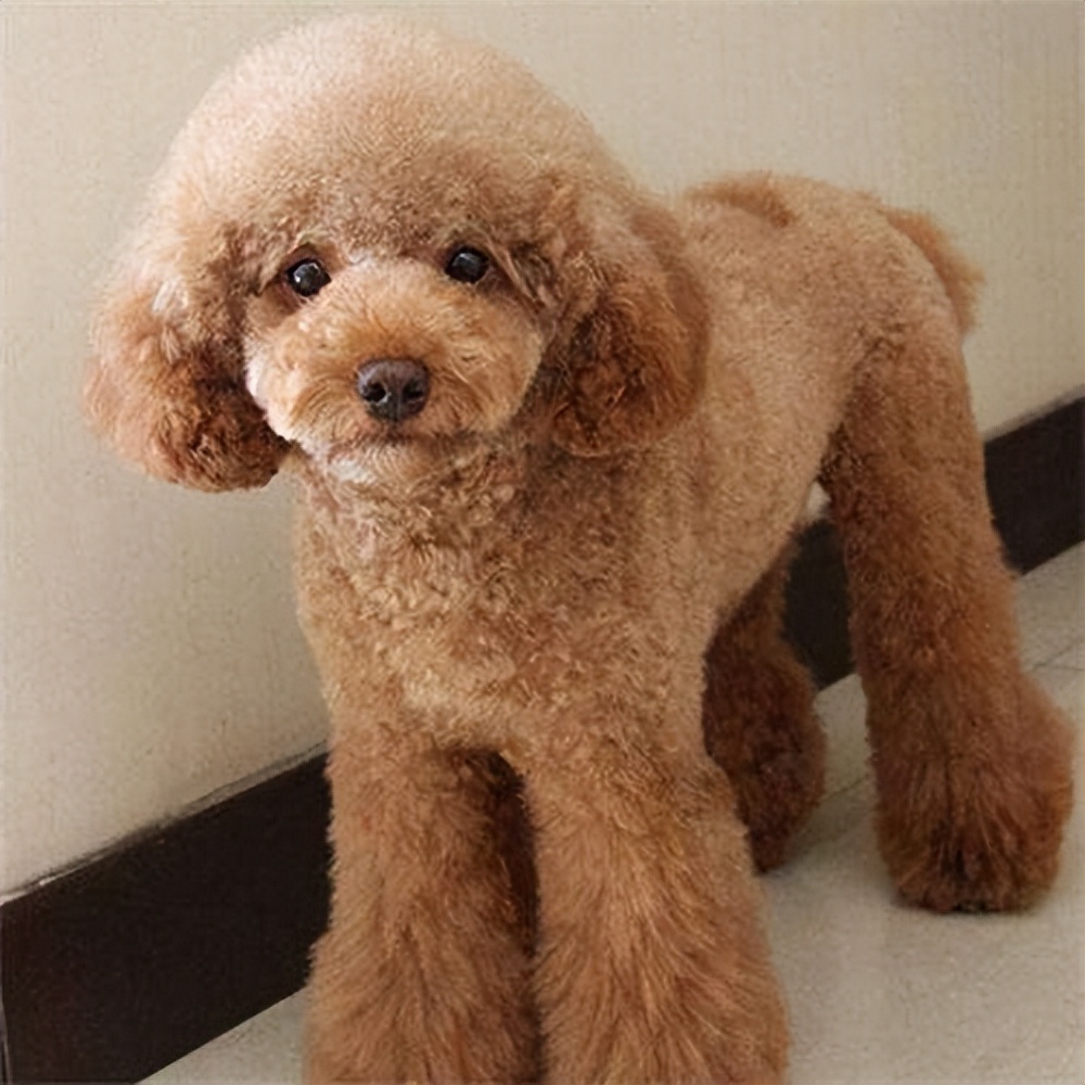 体臭狗排行榜前十名,建议新手养的10种狗不掉毛无体臭