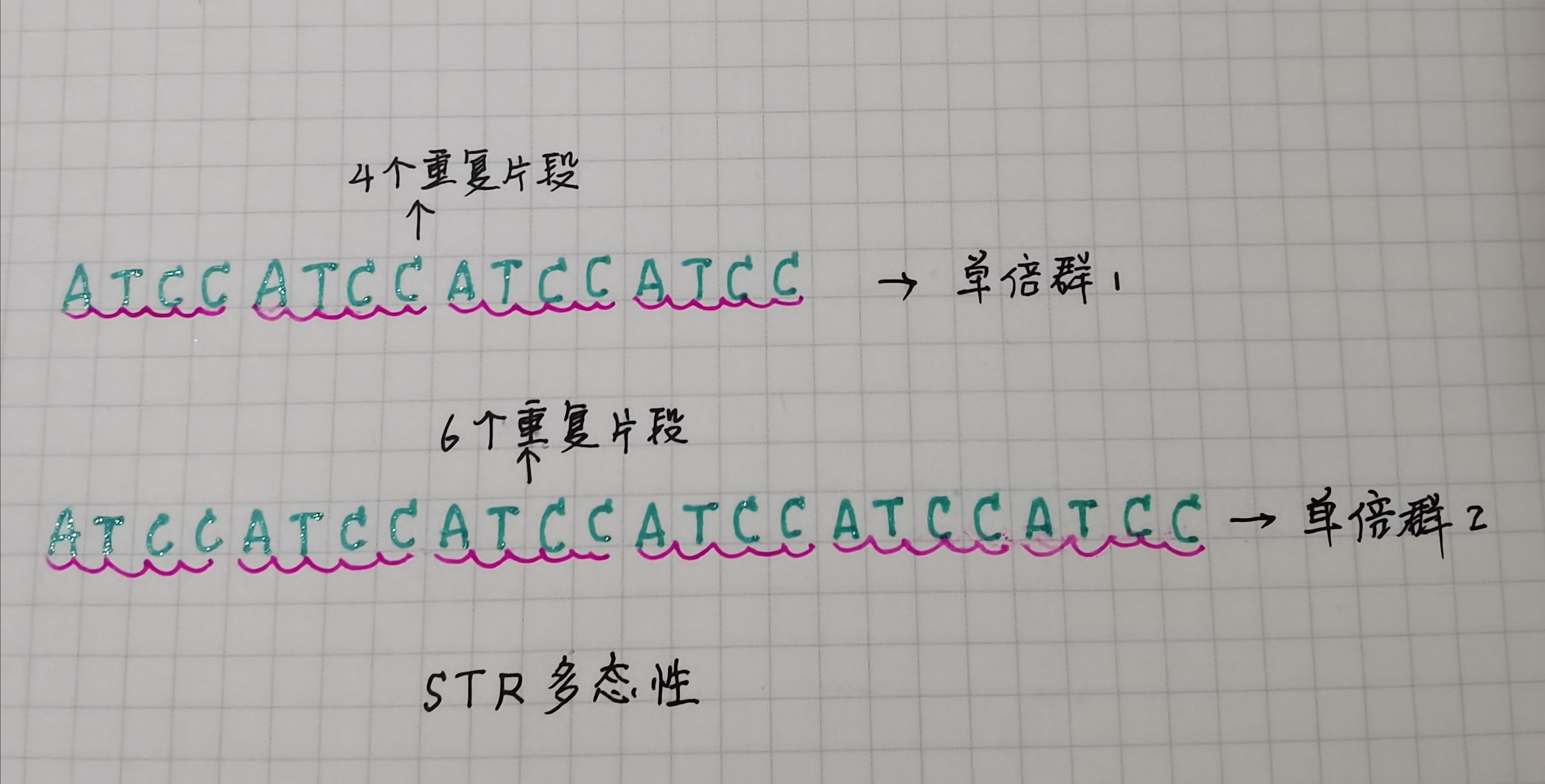 y染色体单倍群,y染色体单倍群什么意思